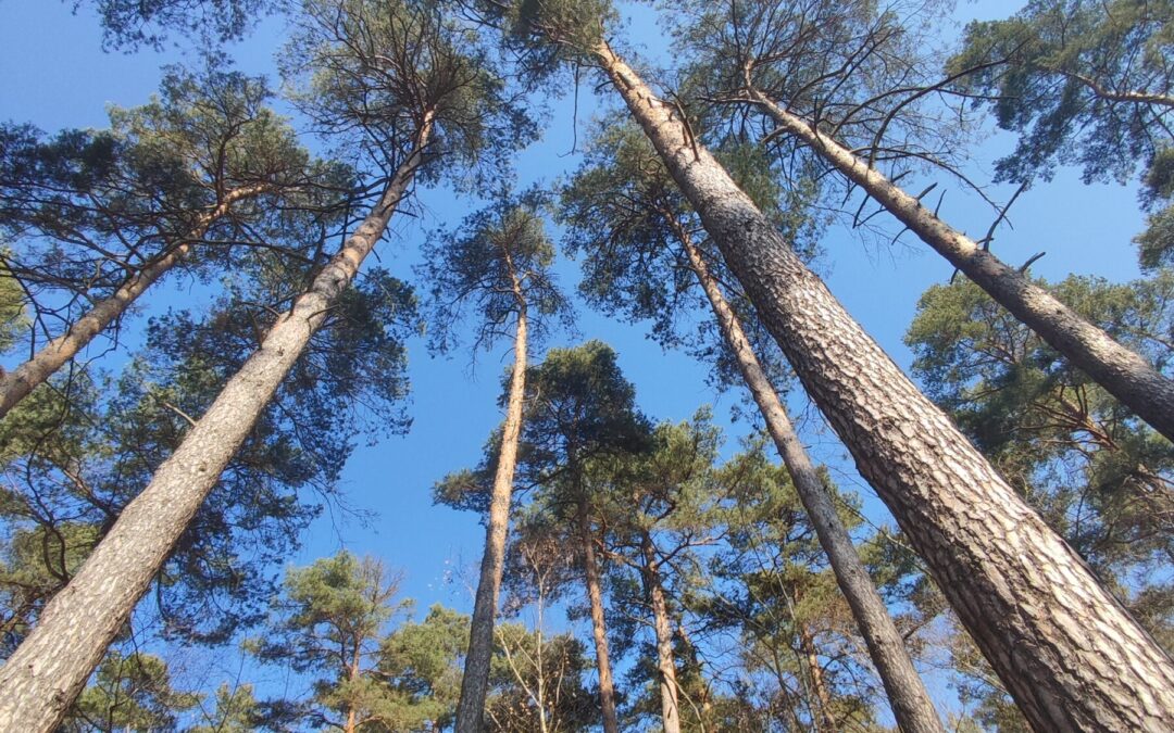 Kannst du über deinen Schatten springen?